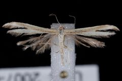 Hellinsia pectodactylus JdW by Jeremy deWaard, University of British Columbia. Used under a CC BY 3.0 license.