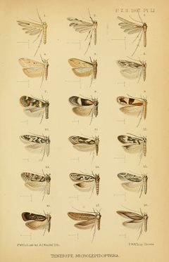 PZSL1907Plate51 by F.J.Frohawk, A.J.Wendel, P.W.M.Trap. Used under a Public domain license.