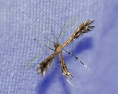 Sundew Plume Moth imported from iNaturalist photo 86709014 on 4 May 2023 by (c) Jessica, some rights reserved (CC BY). Used under a CC BY 4.0 license.