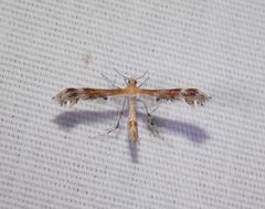 Dejongia californicus 163208217 by blake hendon. Used under a CC BY 4.0 license.
