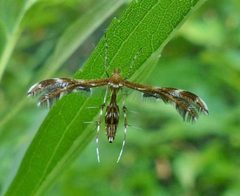 Dejongia lobidactylus by iNaturalist.ca user: christine123. Used under a CC BY 4.0 license.