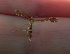 Dejongia lobidactylus 11719537 by christine123. Used under a CC BY 4.0 license.