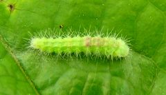Geina sheppardi larva by Jacy Lucier. Used under a CC BY-SA 4.0 license.