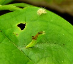 Geina sheppardi pupa by Jacy Lucier. Used under a CC BY-SA 4.0 license.