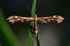 Sphenarches anisodactylus - Geranium Plume Moth by Roger Drake. Used under a CC BY-SA 4.0 license.