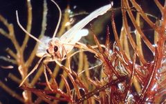 Acentria ephemerella 0002003 by Robert L. Johnson, Cornell University. Used under a CC BY 3.0 us license.