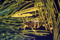 Acentria ephemerella 0002004 by Robert L. Johnson, Cornell University. Used under a CC BY 3.0 us license.