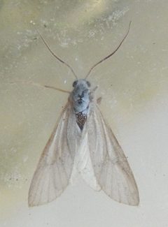 Acentria ephemerella 2 by Michal Maňas
. Used under a CC BY 3.0 license.
