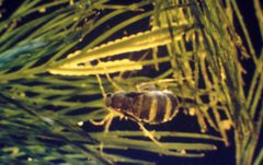 Acentria ephemerella f by Robert L. Johnson, Cornell University, United States. Used under a CC BY 3.0 us license.