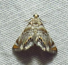 Eoparargyractis irroratalis by David Dodd. Used under a CC BY 4.0 license.