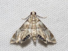 Eoparargyractis plevie by Dan MacNeal. Used under a CC BY 4.0 license.