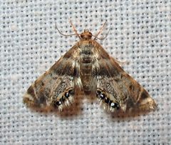 Petrophila canadensis by Jacy Lucier. Used under a CC BY-SA 4.0 license.