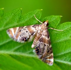 Feather-edged Petrophila Petrophila fulicalis - 07.28.22 by WanderingMogwai. Used under a CC BY-SA 4.0 license.