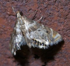 Petrophila fulicalis P1290426a by 
xpda. Used under a CC BY-SA 4.0 license.