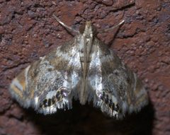 Petrophila fulicalis P1290485a by 
xpda. Used under a CC BY-SA 4.0 license.