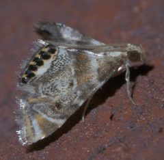 Petrophila fulicalis P1290486a by 
xpda. Used under a CC BY-SA 4.0 license.