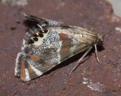 Petrophila jaliscalis P1300907b by 
xpda. Used under a CC BY-SA 4.0 license.