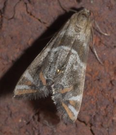 Petrophila jaliscalis P1320087b by 
xpda. Used under a CC BY-SA 4.0 license.