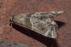 Petrophila jaliscalis P1320088b by 
xpda. Used under a CC BY-SA 4.0 license.