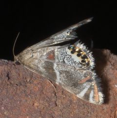 Petrophila jaliscalis P1320089a by 
xpda. Used under a CC BY-SA 4.0 license.