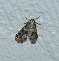 Petrophila longipennis by Wendy McCrady. Used under a CC BY 4.0 license.