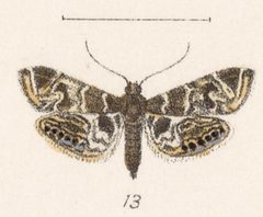 Usingeriessa onyxalis Druce 1896 by W. Purkiss lith.. Used under a Public domain license.