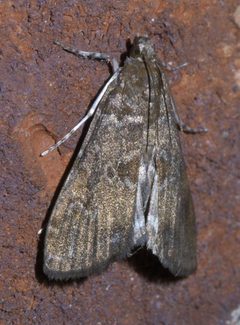 Elophila gyralis P1540229a by 
xpda. Used under a CC BY-SA 4.0 license.