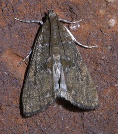Elophila gyralis P1540230a by 
xpda. Used under a CC BY-SA 4.0 license.