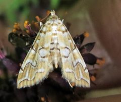 Elophila icciusalis by Jacy Lucier. Used under a CC BY-SA 4.0 license.