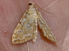 Elophila icciusalis 01 by CBG Photography Group, Centre for Biodiversity Genomics. Used under a CC0 license.