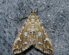 Elophila icciusalis 02 by CBG Photography Group, Centre for Biodiversity Genomics. Used under a CC0 license.