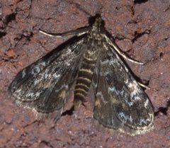 Elophila obliteralis P1200283a by 
xpda. Used under a CC BY-SA 4.0 license.