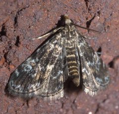 Elophila obliteralis P1200284a by
xpda. Used under a CC BY-SA 4.0 license.