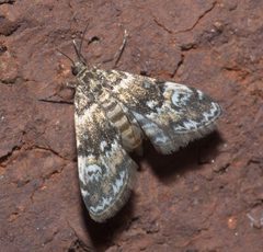 Elophila obliteralis P1220214a by 
xpda. Used under a CC BY-SA 4.0 license.