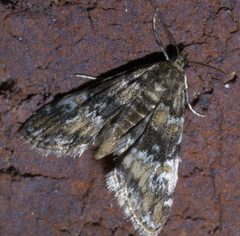 Elophila obliteralis P1400788a by 
xpda. Used under a CC BY-SA 4.0 license.
