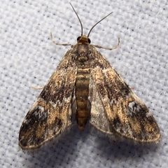 Elophila obliteralis female by Jacy Lucier. Used under a CC BY-SA 4.0 license.