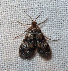 Elophila obliteralis male by Jacy Lucier. Used under a CC BY-SA 4.0 license.