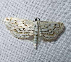 Parapoynx allionealis male by Jacy Lucier. Used under a CC BY-SA 4.0 license.