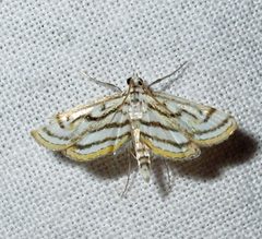 Parapoynx badiusalis by Jacy Lucier. Used under a CC BY-SA 4.0 license.