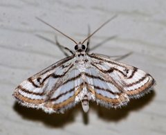 Parapoynx badiusalis 102535982 by Christine. Used under a CC BY 4.0 license.
