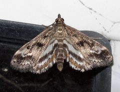 Parapoynx obscuralis by Jacy Lucier. Used under a CC BY-SA 4.0 license.