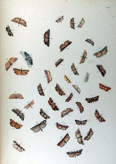 BMAT.II-115 by Henry Noel Humphreys and John Obadiah Westwood. Used under a Public domain license.