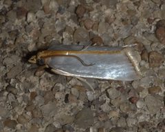 Argyria nummulalis P1100128a by 
xpda. Used under a CC BY-SA 4.0 license.