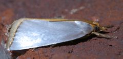 Argyria nummulalis P1300430a by 
xpda. Used under a CC BY-SA 4.0 license.