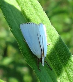 Urola nivalis 1 by Jacy Lucier. Used under a CC BY-SA 4.0 license.
