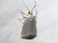 Urola nivalis 127111394 by Sam Kieschnick. Used under a CC BY 4.0 license.