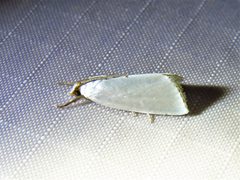 Urola nivalis 127219097 by Annika Lindqvist. Used under a CC BY 4.0 license.