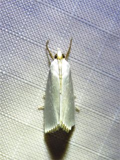 Urola nivalis 127219103 by Annika Lindqvist. Used under a CC BY 4.0 license.
