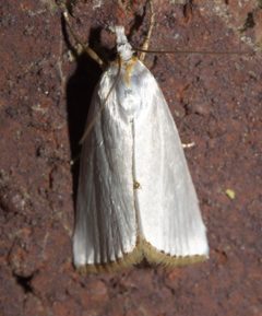 Urola nivalis P1020240a by 
xpda. Used under a CC BY-SA 4.0 license.