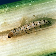 Diatraea crambidoides larva by Clemson University - USDA Cooperative Extension Slide Series. Used under a CC BY 3.0 us license.